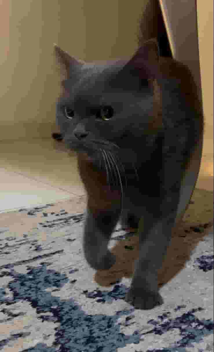 A cat for adoption 