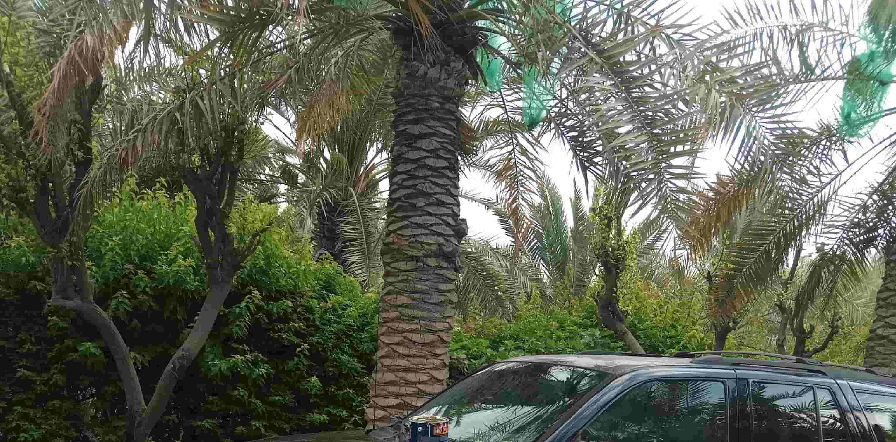 Coordination of nurseries and gardens Coordination of nurseries and gardens
