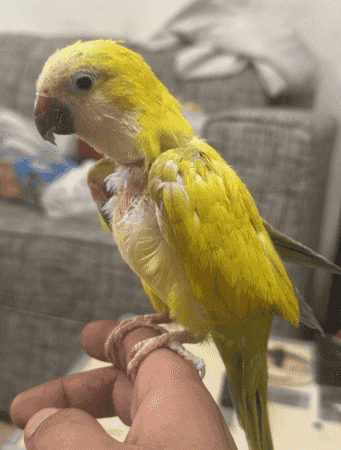 Quaker is a yellow color that speaks Quaker is a yellow color that speaks