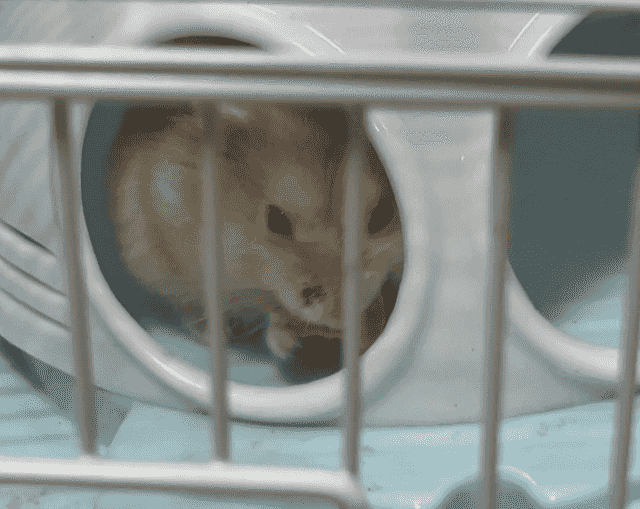 Russian hamster for sale Russian hamster for sale