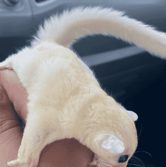 For sale white Sugar Glider For sale white Sugar Glider