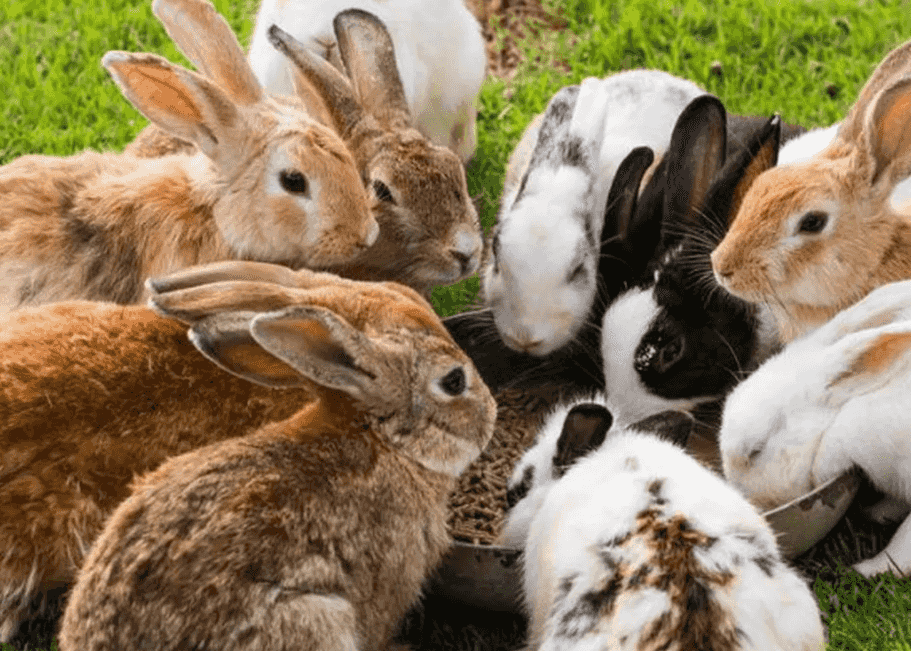Rabbits for sale Rabbits for sale