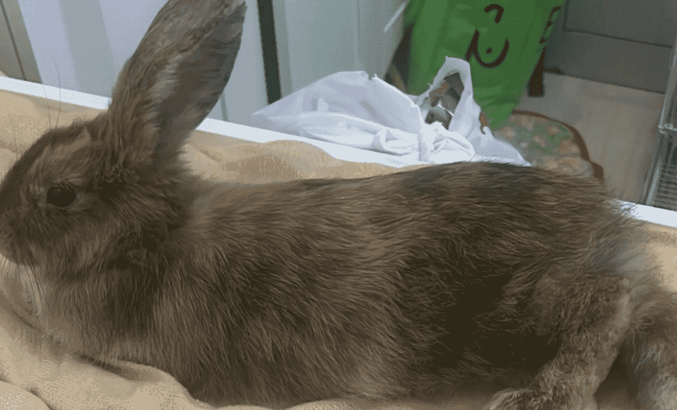 Rabbit for sale with cage Rabbit for sale with cage