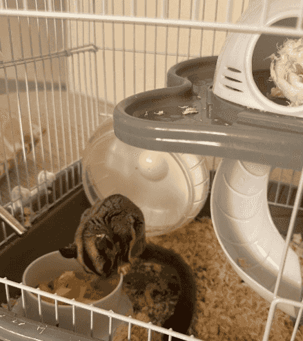 For sale a flying squirrel For sale a flying squirrel