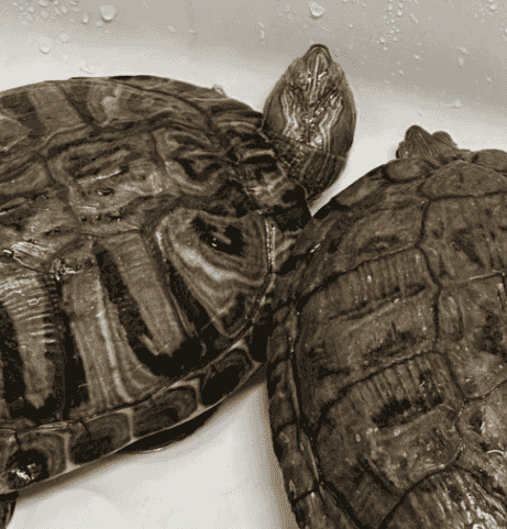 For sale a pair of water turtles For sale a pair of water turtles