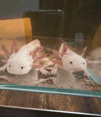 Axolotl fish for sale Axolotl fish for sale