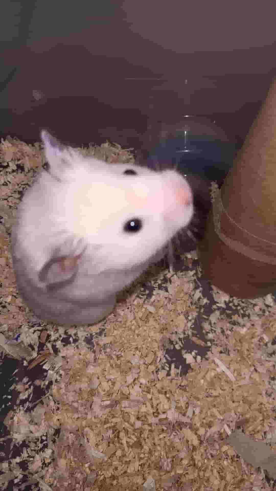 The Hamsters The Hamsters
