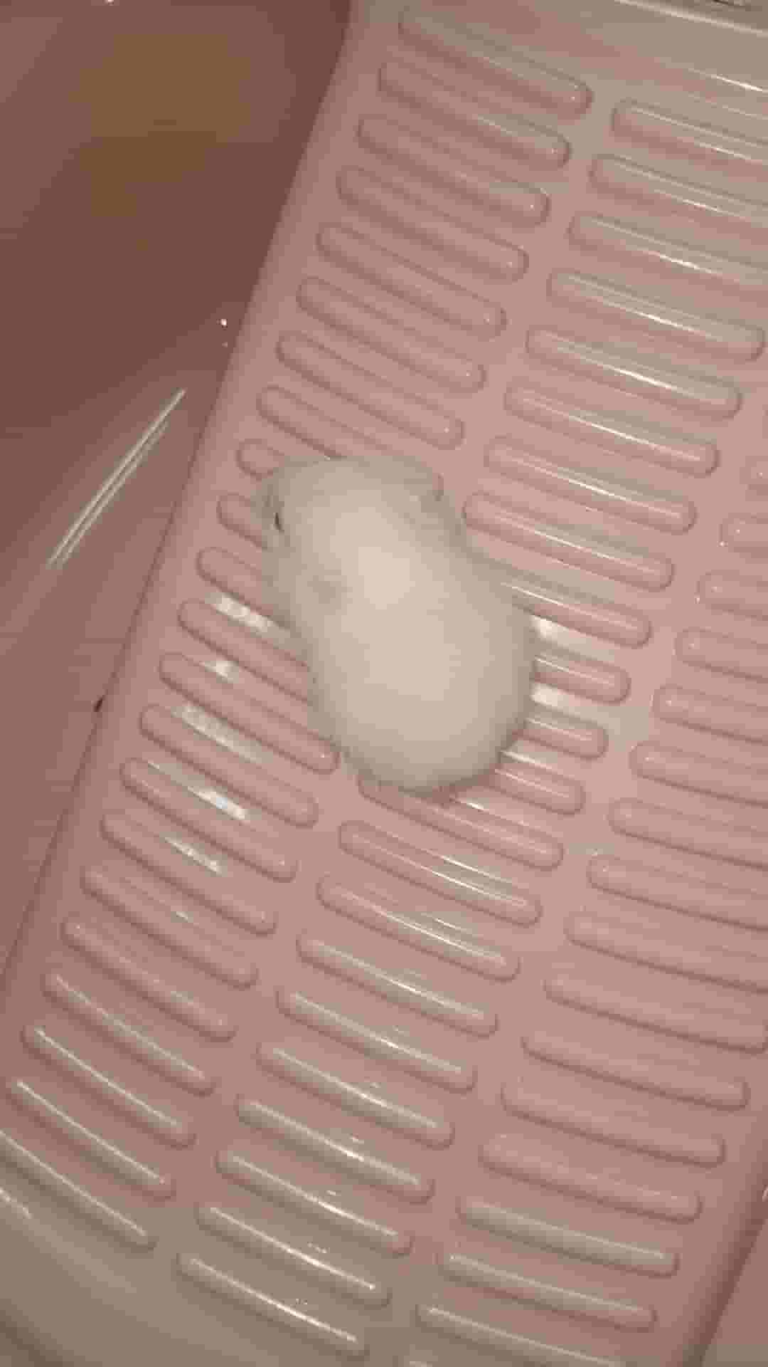 Hamster Syrian Hamster Syrian