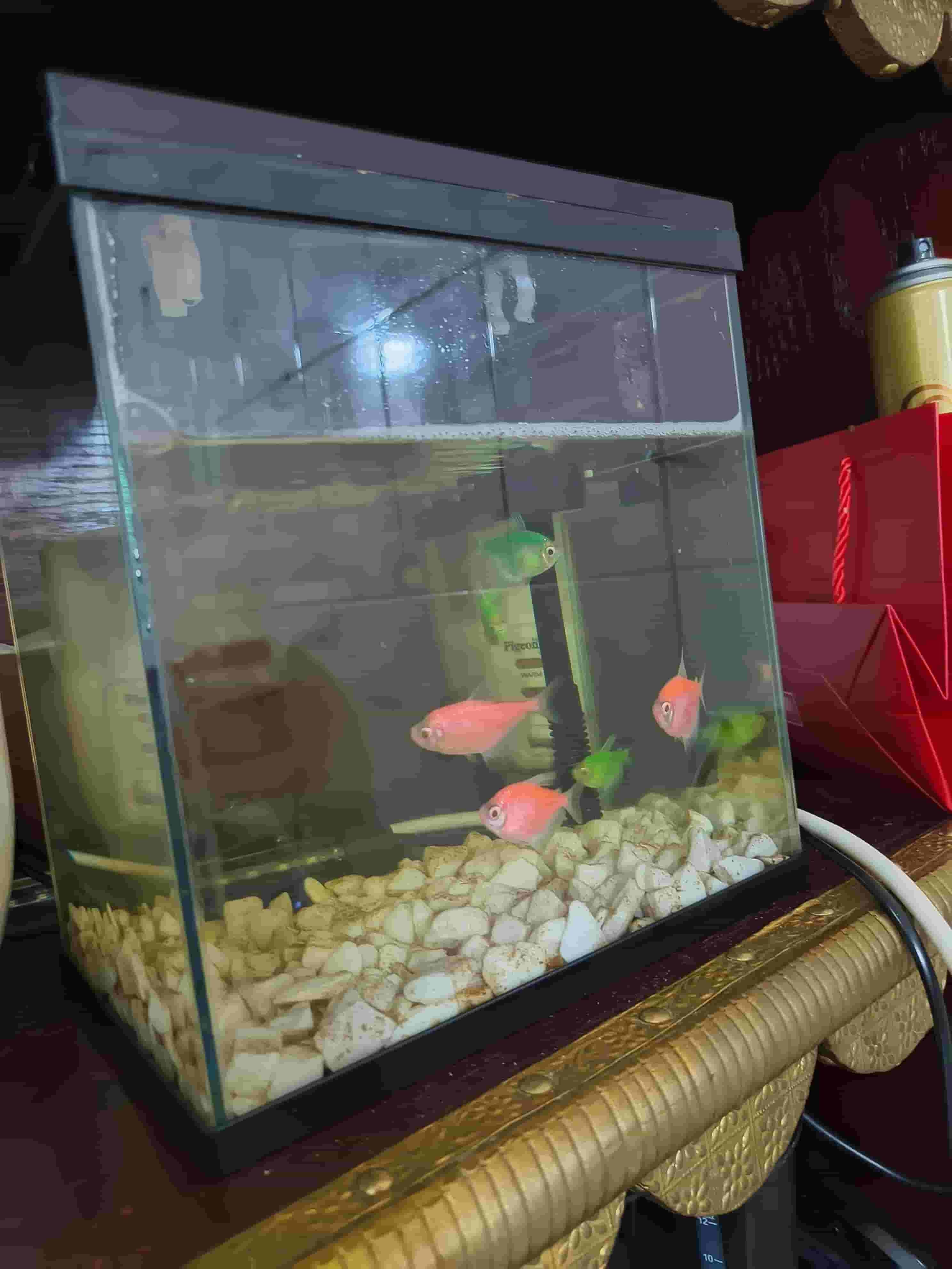 Zeina fish Zeina fish