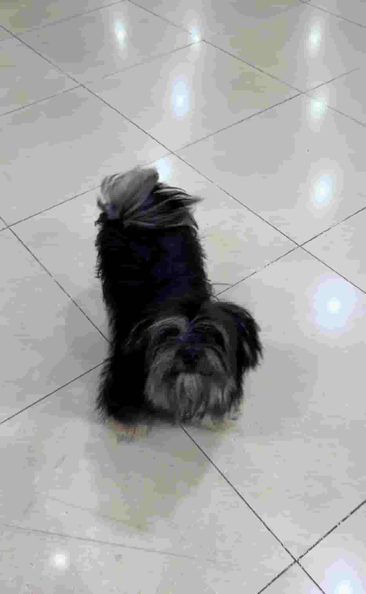 Imported puppy for sale Imported puppy for sale
