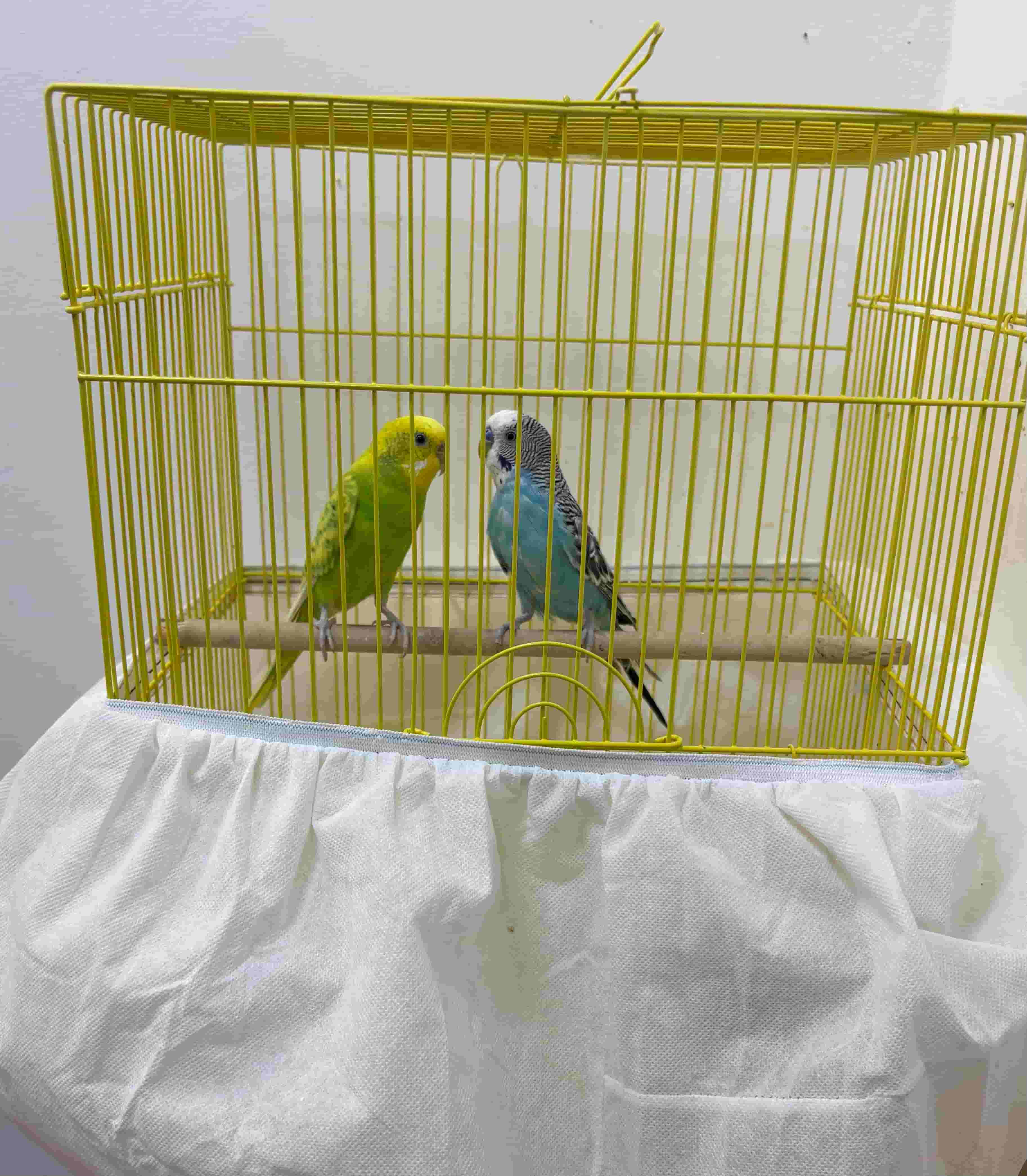 Lovebirds for sale (female and male) Lovebirds for sale (female and male)